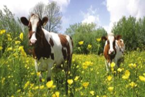 Süt Sektöründe Atık Değerlendirme ve Çevresel Etkilerinin Azaltılmasında Yenilikçi Yaklaşımlar 139 PAS hayvan beslemede hayvanlara doğrudan içirmek veya kaba yemlerine katmak suretiyle