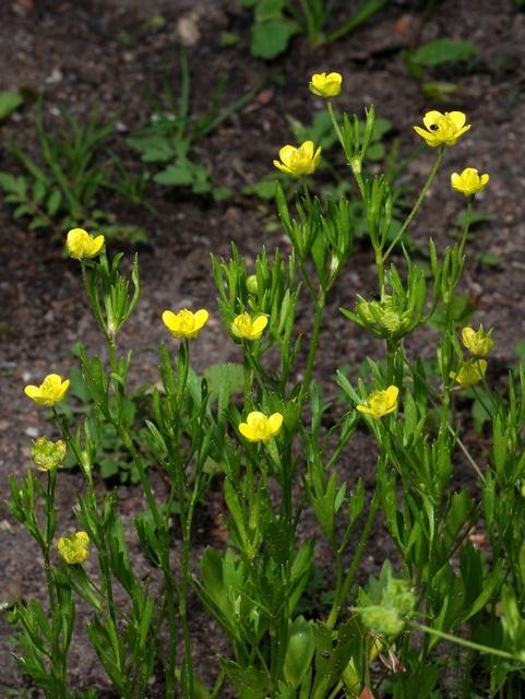 69 Ranunculus arvensis (Tarla Düğün Çiçeği) Tohumun Morfolojik Özellikleri Boyu Eni Rengi ve ġekli Bin dane ağırlığı 6 mm 5 mm Etrafı açık, iç kısım koyu kahverengi 11 gr Mineral maddelerce zengin