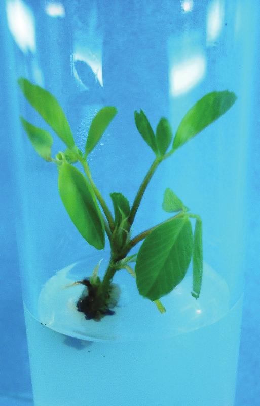 Kalender bitkicikleri Belirtilen özellikleri gösteren eksplantlar % 60 oranıyla bitki büyüme düzenleyicisi içermeyen WPM besin ortamındaki bitkilerden elde