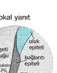 Periodontitisin klinik tanısında; dişeti enflamasyonu,