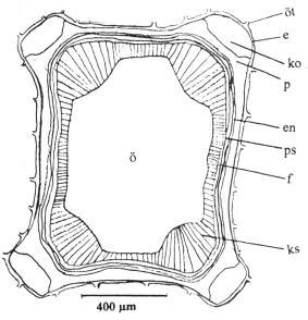 Gövde Gövdenin en dışında tek sıralı, 17-25 µm boyunda ve 11-39 µm eninde, oval veya dikdörtgen şekilli hücrelerden oluşan bir epidermis ve üzerini 5.