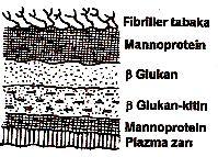 Şekil-2: Kandida albicans