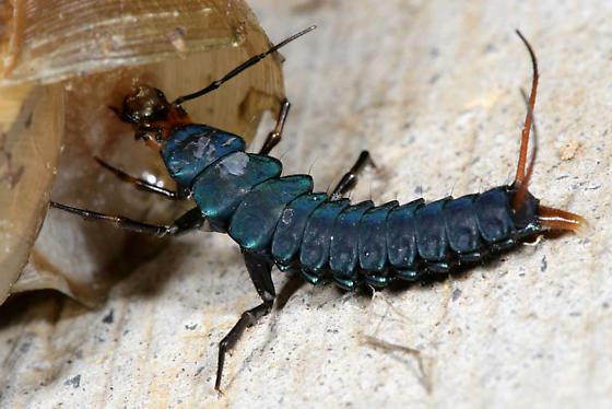 HOLOMETABOL BAŞKALAŞIMDA LARVA TİPLERİ Holometabol böceklerde larvalar önce iki temel tipe ayrılabilir. Oligomer Larva. Platygasterinae, (Hymenoptera) endoparazitik genç larvaları özellikle tipiktir.
