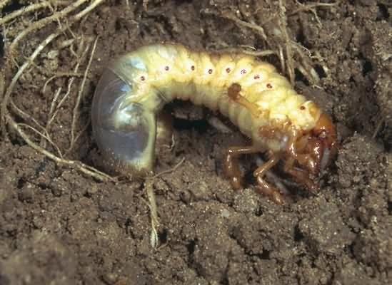 Tesbihböceği şeklindeki larvalar. Göğüs, vücudun en geniş yerini oluşturur ve arkaya doğru gittikçe daralma meydana gelir. Dış görünüşü tesbih böceklerine benzer.