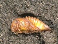 Kum ve bitki parçalarından meydana gelmiş kılıflarından çıkarılan larvanın abdomenin 1. segmentinde, sırt tarfında bir, yanlarda iki tane tutunma dişi taşıdığı görülür.