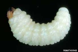 11-8 Apoda Larvalar. Eumer larva grubuna giren bu tip larvalarda göğüs üyeleri ya kalıntı halinde körelmiş ya da tamamen kaybolmuştur.