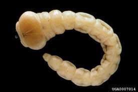 Baş iyice körelmiş ve kısmen larva vücudunun içerisine çekilmiştir. Brachycera'da (Diptera) ve özellikle Cyclorrhaph sineklerde görülür.