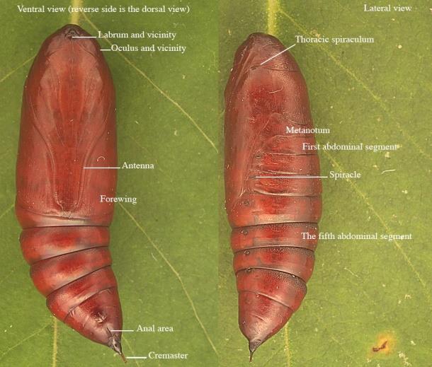 Şekil 11-12. Gerçek Serbest Pupalar, Kınkanatlılar (Coleoptera) Takımı, Scolytinae (Kabuk böcekleri alt familyası) ve Curculionidae (Hortumlu böcekler) familyası Pupaları a2.