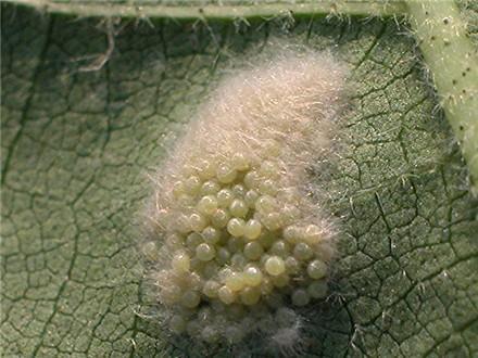 Şekil 11-1. İribaş Çayırçekirgesinde Üreme ve Gelişme Yumurtalar gelişigüzel bırakıldığı gibi özel şekiller meydana gelecek şekilde de konur. Örneğin, Çam keseböceği Thaumetopoea pityocampa (Schiff.
