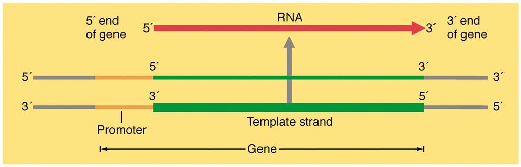 Transkripsiyon asimetriktir DNA nın yalnızca bir zinciri kalıp zincir RNA ya transkribe olur.