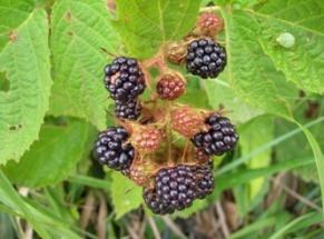 Şekil 3. Rubus hirtus-fagus orientalis ormanı Bitki birliği: Rubo hirti-fagetum orientalis Özen (2010). Kaynak: Özen (2010). G1.