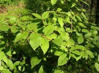 monogyna her iki bölgede de bol bulunan türlerdir. Bitki Birliği: Carpinus betulus-fagus orientalis Akman, Yurdakulol, Aydoğdu 1983, Carpino-Fagetum orientalis Kılınç, Karaer (1995).