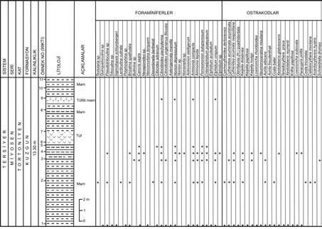 6 Yerbilimleri Elphidium crispum (Linne) ve ostrakodlardan ise Cytheridea acuminata acuminata Bosquet, C.