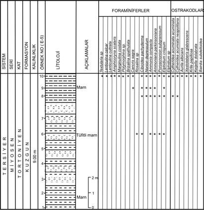 Avflar vd. 7 cultrata, Brizalina spathulata, Cancris sagra, Neoeponides sp., Discorbinella bertheloti (d Orbigny), Cibicides advenum (d Orbigny), Cibicidoides pachyderma, C.