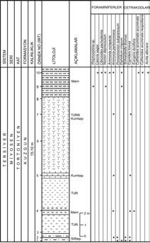 Avflar vd. 9 tocythere sp. Neomonoceratina mouliana, Cyprideis sp., Ilyocypris gibba (Ramdhor), Loxoconcha subovata, L. rhomboidea, L. cristatissima Ruggieri, Keijella dolabrata, K.