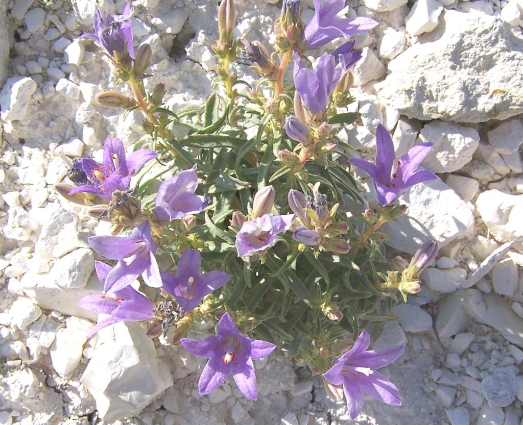 100 Tehlike kategorisi: CR Resim 13.6. Campanula damboldtiana nın arazi fotoğrafı Ġran-Turan elementi ve Orta Anadolu için endemiktir.