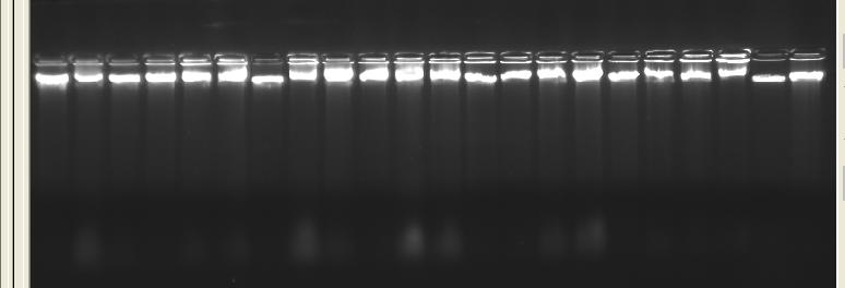 4. ARAŞTIRMA BULGULARI 4.1 DNA İzolasyonu DNA izolasyonu sonucunda elde edilen DNA ların, saflık ve miktar değerleri önce %1 lik agaroz jelde kontrol edililip (Şekil4.