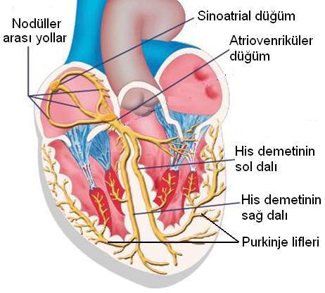 Kalbin uyarı ve ileti sistemi Sinoatrial (SA) düğüm (Keith-flack): Sağ atriumun üst yan duvarında üst ana toplardamarın atriuma açıldığı yerin altındadır.