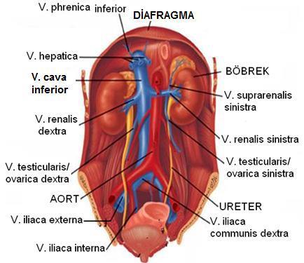 Cava inferiora katılan venler Alt ekstremitelerin ve pelvisin venöz kanı en son vena iliaca communislerde toplanır ve bu damarlar aracılığıyla V. cava inferiora katılır.