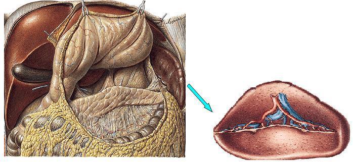 Dalak (spleen) Lenfoid dokudan oluşan dalak, lenf sisteminin en büyük organıdır. Karın boşluğunun sol üst tarafında, diyafragmanın altında bulunan dalak, tunica fibrosa denilen kapsülle örtülüdür.