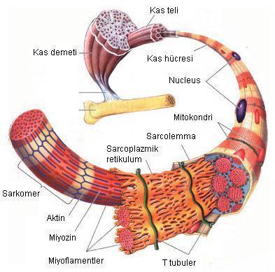 Kas Dokusu Mezodermden orijin alır. Hücreler arası madde bağ dokusundan oluşur. Hücreler ipliksi ve mekik şeklindedir. Hücre sitoplazmasında bol miktarda miyofibriller bulunur.