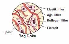 Kasla İlgili Bağ Dokular Bağ Dokuyu Oluşturan Unsurlar : Şekilsiz Yapısal Madde (Bağ doku hücrelerinin aralarını dolduran protein, yağ ve sudan oluşan