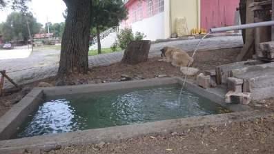Resim 11: Kazı Evi Bahçesine Yapılan Su Havuzu Yüzdürme çalışmalarında, flotasyon