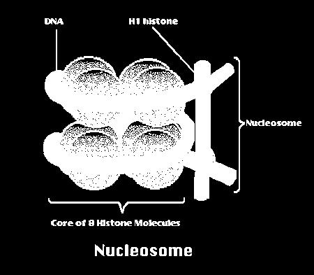 Kromatin Organizasyonu İlk aşama, tekrarlanan kromatin birimi olan nukleozom