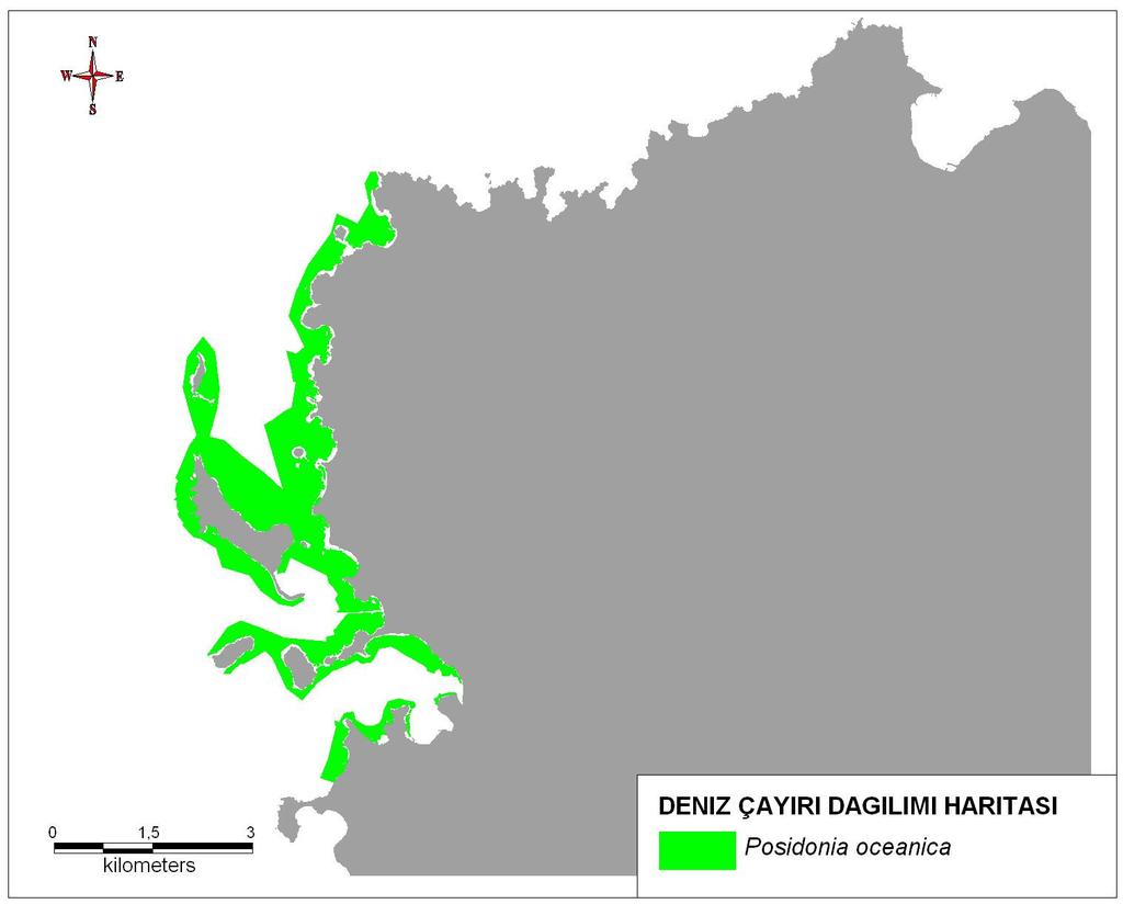 Bulgular POSIDONIA