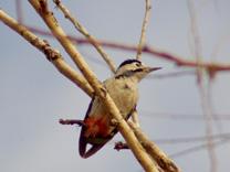 woodpecker