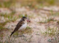 short-toed lark