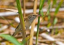 reed warbler