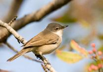 Lesser whitethroat