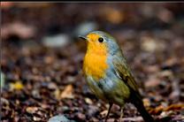 European robin