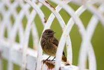 Black redstart