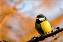 Great tit