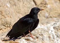 Red-billed chough