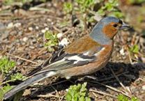 chaffinch