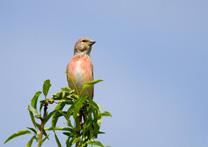 Common linnet