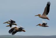 173 174 Ak pelikan Great white pelican Pelecanus onocrotalus Tehlike Altında (EN) Endangered (EN) Great white pelican is a huge bird with it s 140-170 cm body length, and 245-295 cm wingspan and