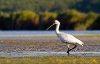 The breeding bird is all white except for it s dark legs, black bill with a yellow tip, a yellow breast patch, and a crest.