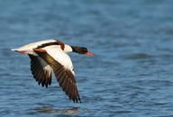 179 180 Suna Common shelduck Tadorna tadorna Hassas (VU) Vulnerable (VU) Common shelduck is a goose like duck with it s 55-65 cm body length and 100-120 cm wingspan.