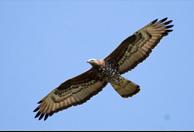 Tail is usually greyish or pale brown, with dark bands. Female is generally darker than male. Male has a blue-grey head, while female s head is brown.