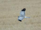 Hen Harrier breeds on bogs in open taiga, marshes or shallow lakes with much vegetation; and sometimes on moors and heathland in flat country. In winter, it prefers open country.