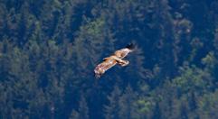 Males and females are similar in appearance, but juveniles can be distinguished by the presence of white patches on the undersides of the wings and on both surfaces of the tail.