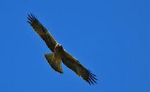 191 192 Küçük kartal Booted eagle Hieraaetus pennatus Hassas (VU) Vulnerable (VU) Booted eagle is a medium sized bird-of-prey ranging from 42 to 51 cm in length and from 110 to 135 cm in wingspan.