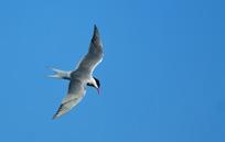 201 202 Sumru Common tern Sterna hirundo Common tern is generally 34 37 cm long, including a 5 8 cm fork in the tail, with a 70 80 cm wingspan.