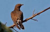 203 204 Guguk Common cuckoo Cuculus canorus Yetersiz Bilgi (DD) Data Deficient (DD) Common cuckoo is 32 36 cm long with a tail of 13 15 cm and a wingspan of 54 60 cm.