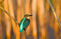 It can inhabit all types of fresh water, including ponds, canals, rivers and streams. It may also exploit brackish waters on the coast and marshes. It feeds mainly on fish and invertebrates.