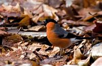 Adult male has bright red under parts, but females and young birds have grey-buff under parts. It is found in plantations, woodland, gardens and farmland.